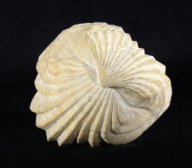 Burmirhynchia decorata (SCHLOTHEIM 1820) - Bild © FossNet FossilienStore